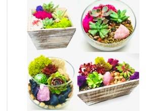 Plant Nite: Succulent Garden or Terrarium Rose Quartz